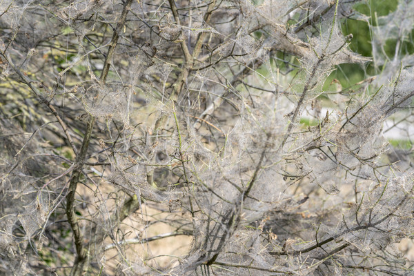 Web Busch bedeckt Frühling Zeit Natur Stock foto © prill