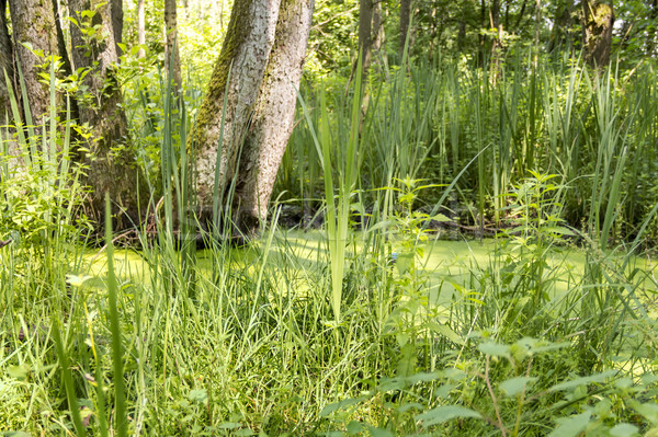 sunny wetland scenery Stock photo © prill