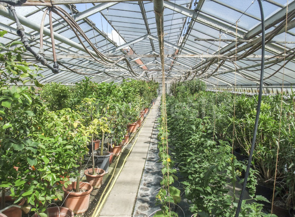 sunny greenhouse scenery Stock photo © prill