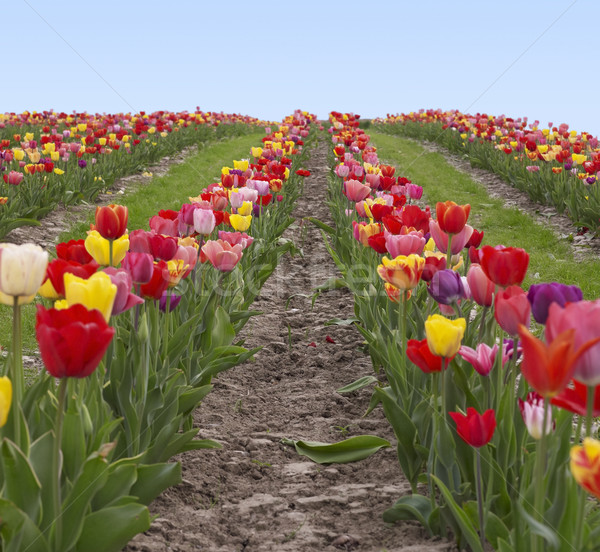 colorful field of tulips Stock photo © prill