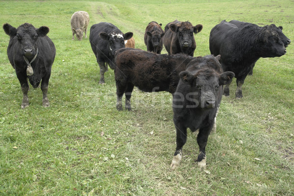 dark cows out at fed Stock photo © prill