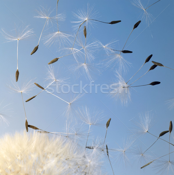 flying dandelion seeds in blue back Stock photo © prill