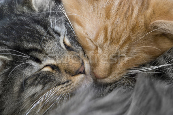 Kocięta portret dwa czerwony szary kot Zdjęcia stock © prill