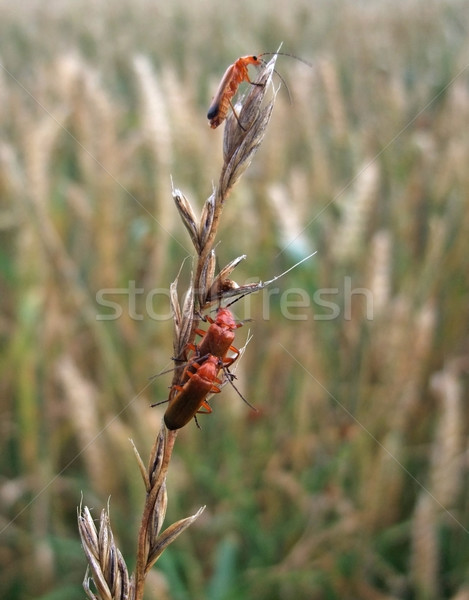 some soldier beetles on a stalk Stock photo © prill