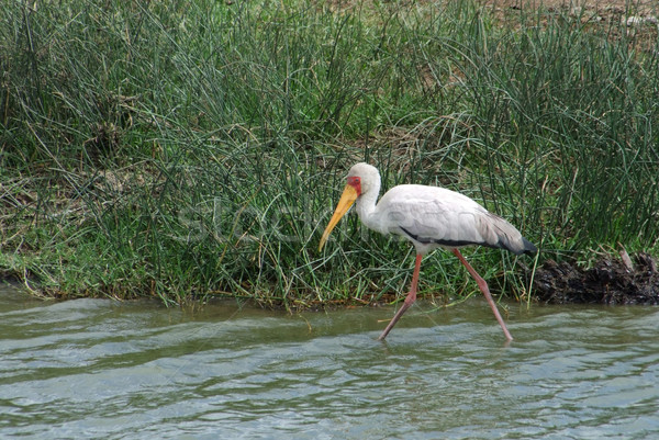 waterside wading Yellow-billed Stork Stock photo © prill