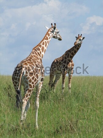 Due giraffe sereno savana scenario Uganda Foto d'archivio © prill