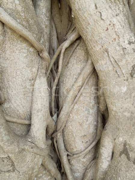 wooden roots Stock photo © prill