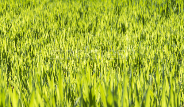 sunny illuminated grass Stock photo © prill