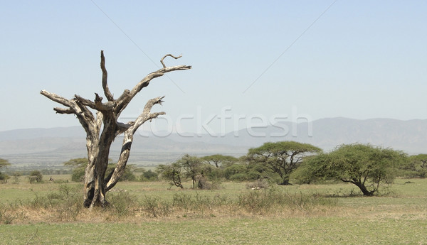 african savannah scenery in Tarangire Stock photo © prill