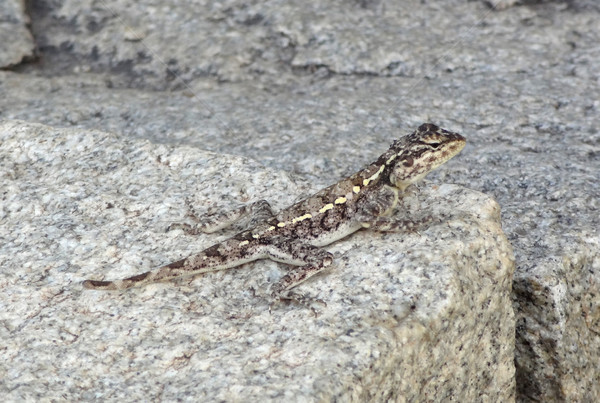 lizard on stone Stock photo © prill
