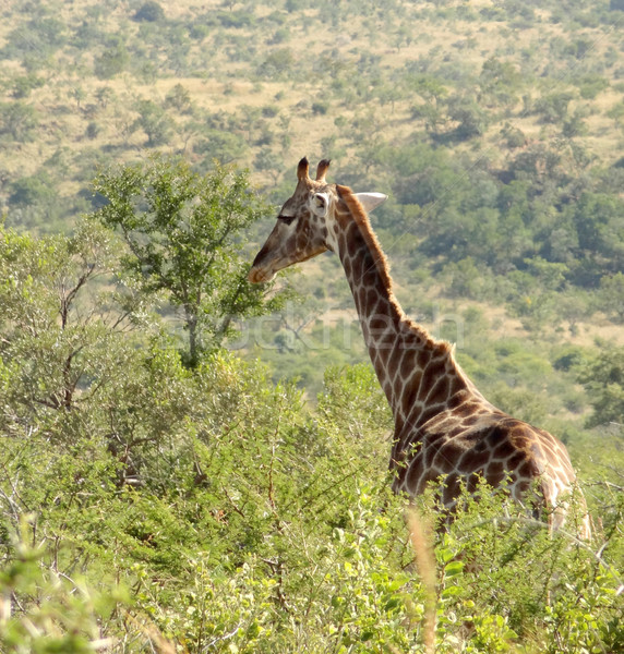 Stock fotó: Zsiráf · Dél-Afrika · díszlet · fű · növény · állat