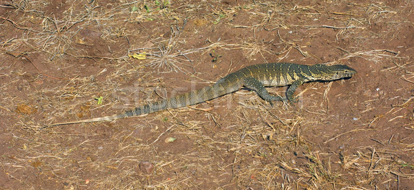 Stockfoto: Monitor · Botswana · zonnige · landschap · afrika · aarde