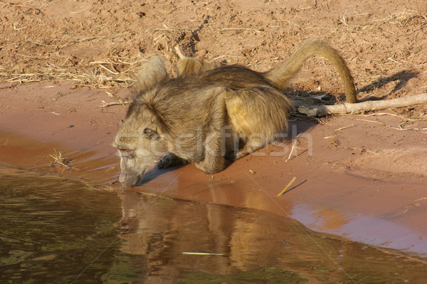 Habeş maymunu Botsvana akşam manzara içme Afrika Stok fotoğraf © prill