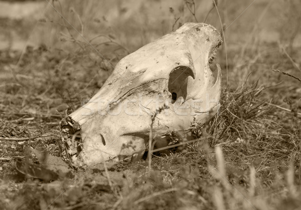 wild pig skull Stock photo © prill