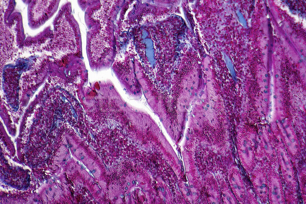 поперечное сечение полный кадр шаблон ячейку макроса Cut Сток-фото © prill