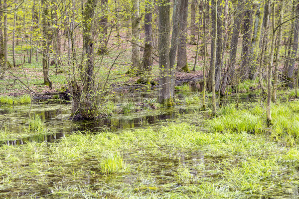 forest with swamp Stock photo © prill