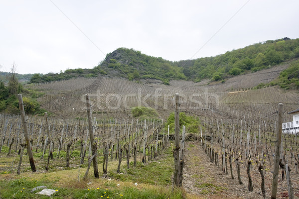 vineyard in the Vulkan Eifel Stock photo © prill
