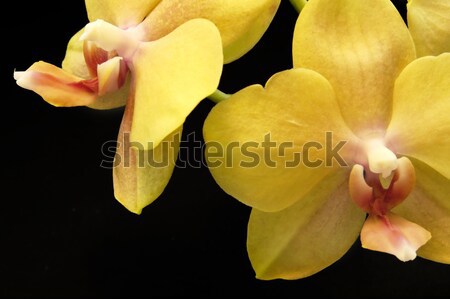 Stockfoto: Geel · orchidee · bloemen · arrangement · donkere · Maakt · een · reservekopie