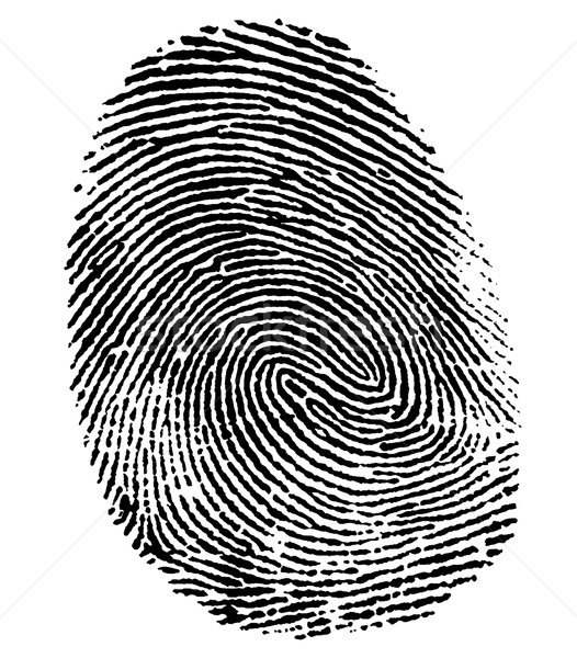 perfect thumb fingerprint Stock photo © prill
