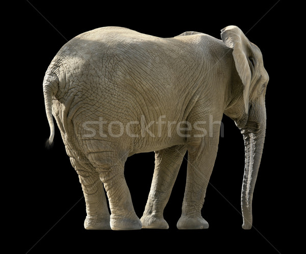 african elephant Stock photo © prill