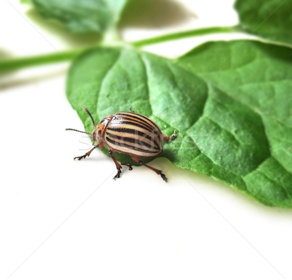 colorado potato beetle Stock photo © prill