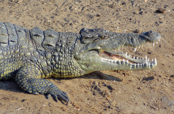 Stockfoto: Afrikaanse · krokodil · zonnige · landschap · grond