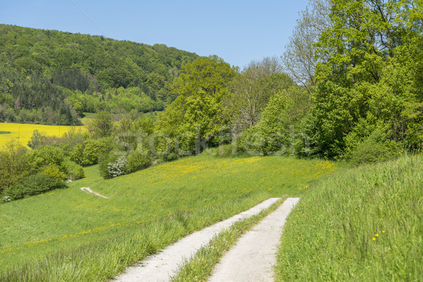 field path at spring time Stock photo © prill