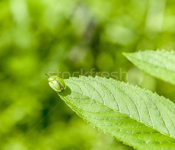 green tortoise beetle Stock photo © prill