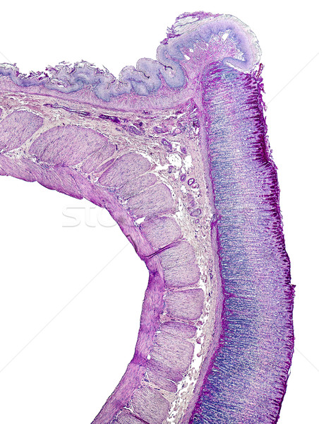 Maag doorsnede microscopisch tonen detail rat Stockfoto © prill