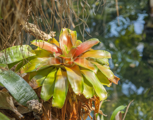 Dzsungel díszlet erdő növény színes termény Stock fotó © prill