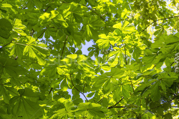 Zonnige verlicht groene loof voorjaar tijd Stockfoto © prill