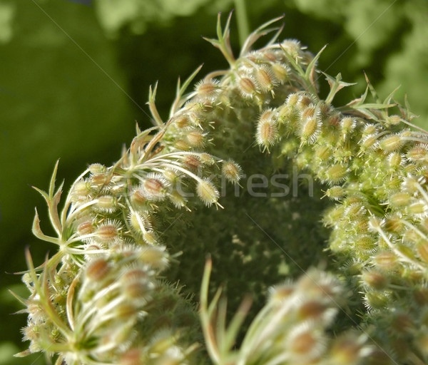 abstract wild carrot detail Stock photo © prill