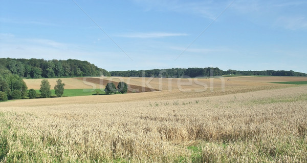 rural scenery in Hohenlohe Stock photo © prill