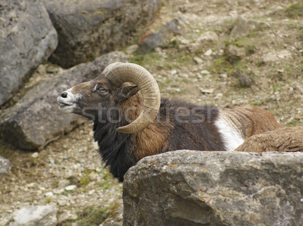 mouflon portrait in stony back Stock photo © prill
