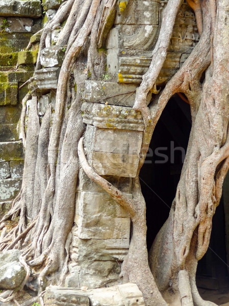 Templo angkor detalle Camboya árbol viaje Foto stock © prill
