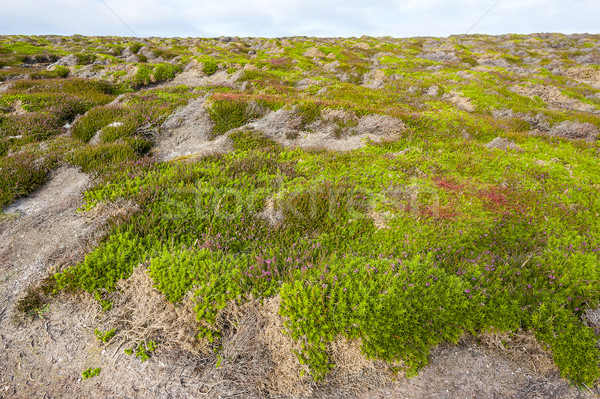 colorful heath vegetation Stock photo © prill