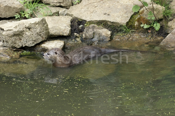 Otter in waterside ambiance Stock photo © prill