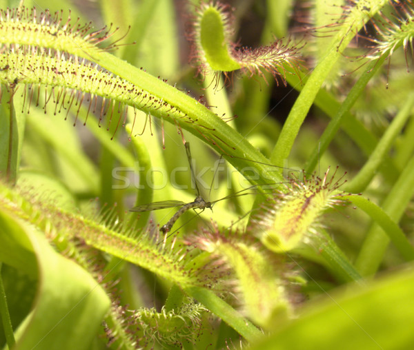 Növény részlet húsevő csapda levél zöld Stock fotó © prill