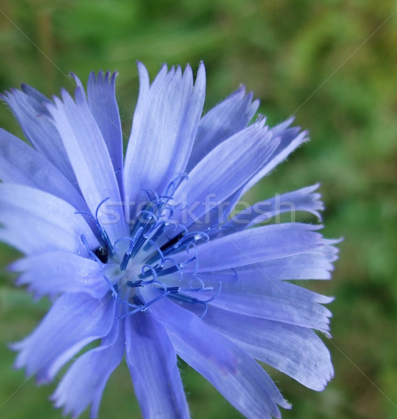 blue Chicory flower Stock photo © prill