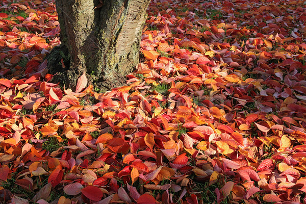 autumn leaves Stock photo © prill