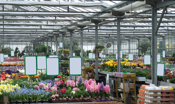 Zdjęcia stock: Szklarnia · wewnątrz · kwiaty · ogród · gospodarstwa · przemysłowych