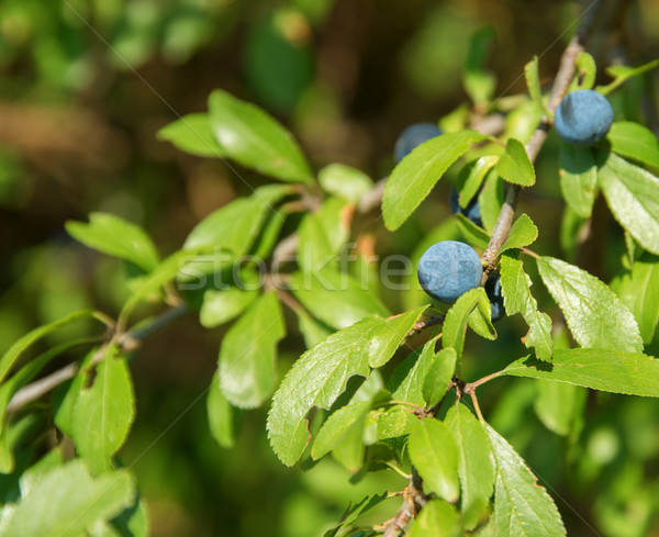 backthorn berries Stock photo © prill