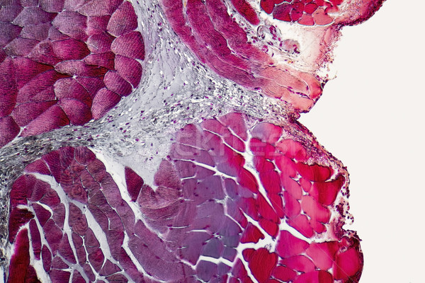 Mikroskopische Hals Organe Vollbild erschossen Stock foto © prill