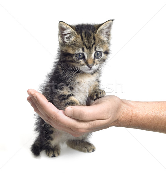 kitten and hand Stock photo © prill