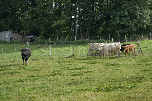 Rinder Wiese Sommer Zeit Rand Wald Stock foto © prill