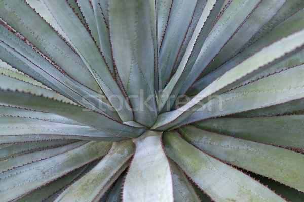 succulent plant detail Stock photo © prill