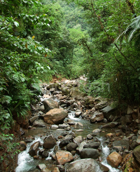 jungle stream Stock photo © prill