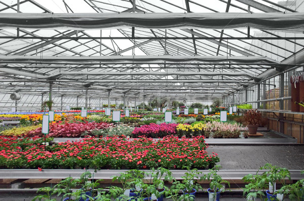 Greenhouse Stock photo © prill