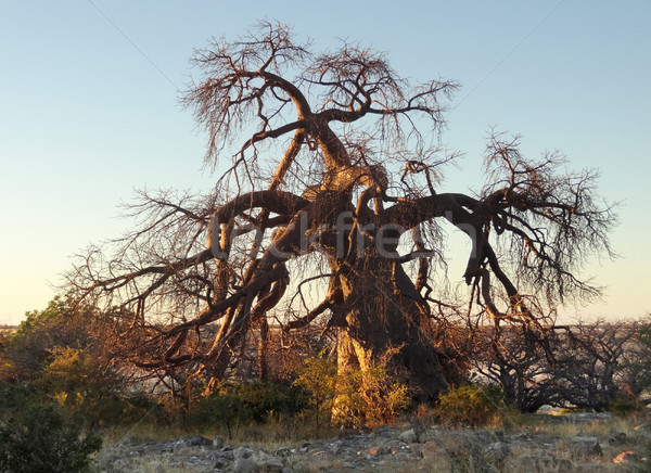 Castaño árbol isla paisaje pan Foto stock © prill