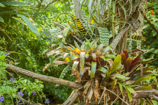 Stock photo: various jungle plants